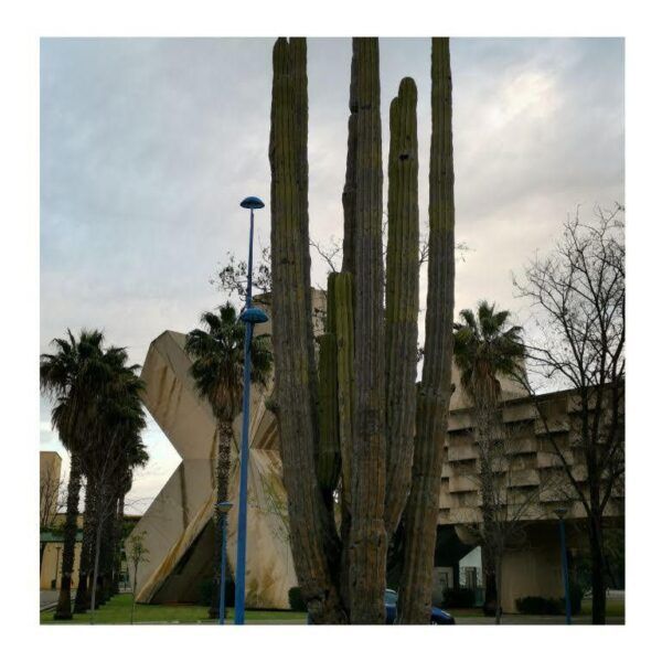 sahuaro,expo,92,sevilla