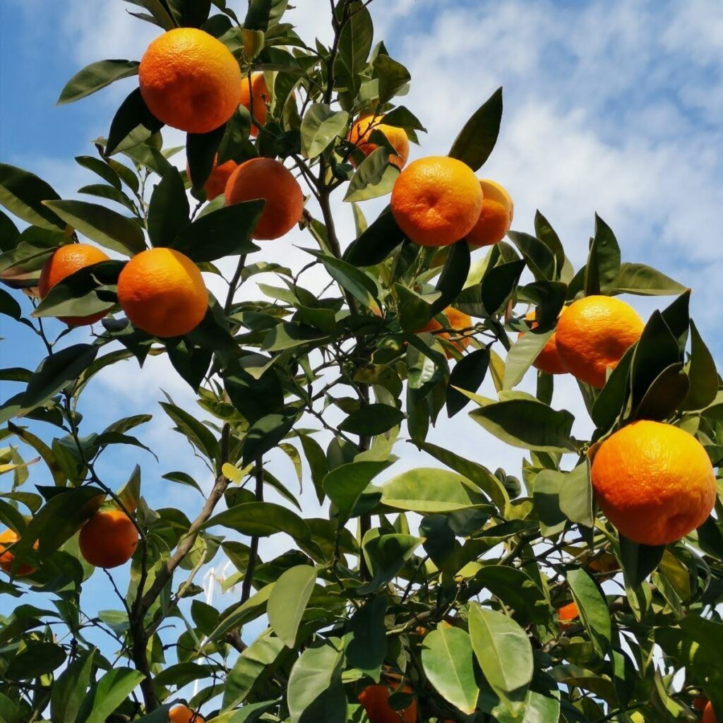 Naranja, amarga, sevilla