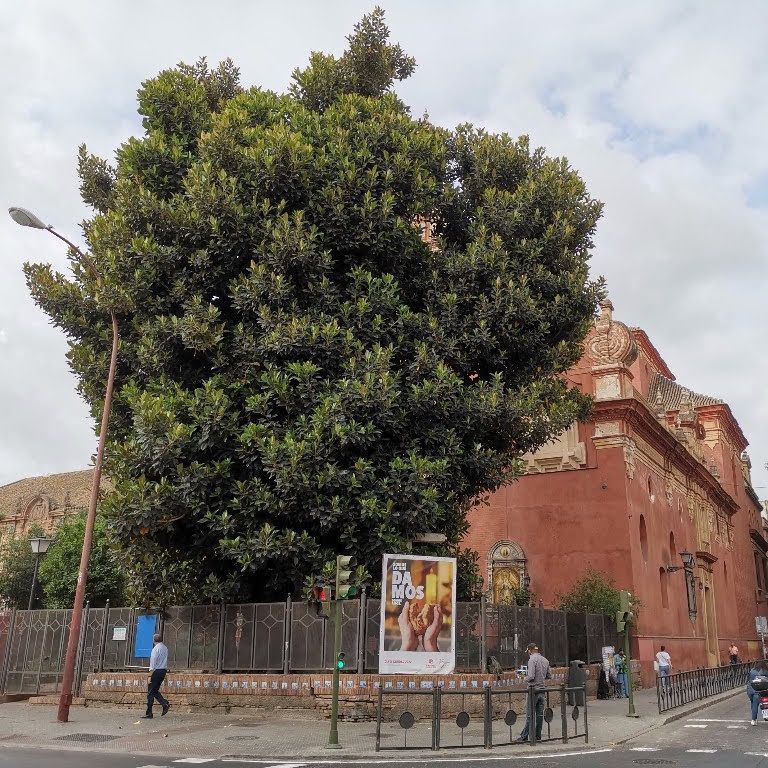 ficus de triana en sevilla